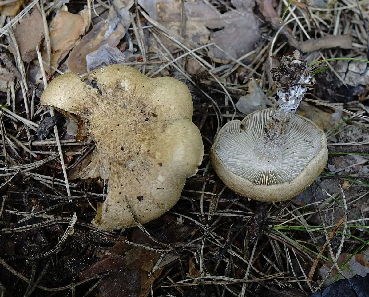 Inocybe melanopus