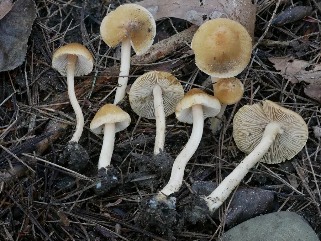 Inocybe muricellata