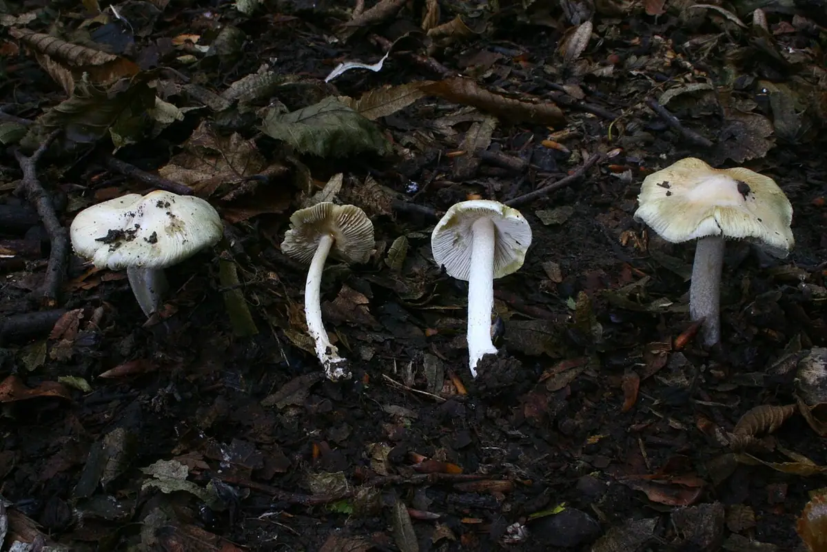 Inocybe obsoleta