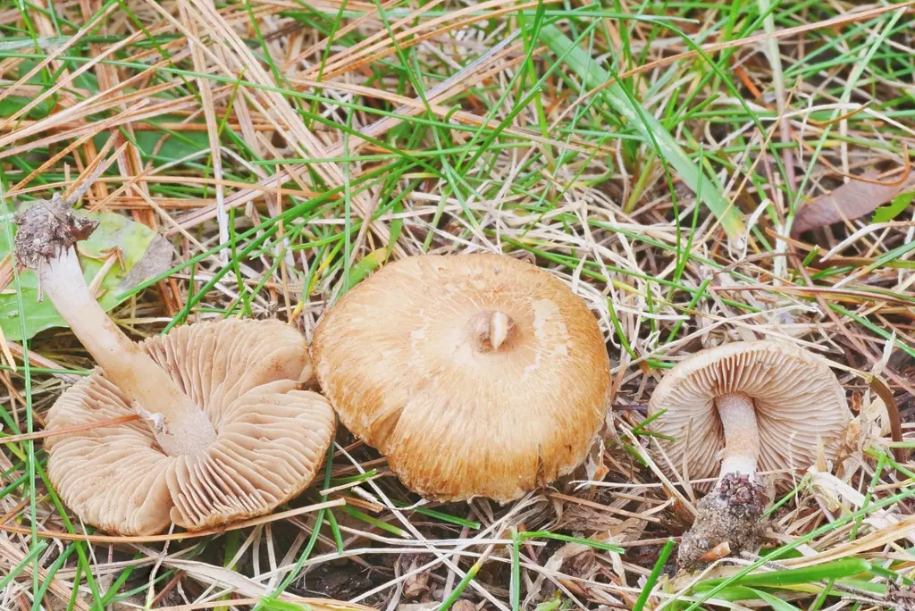 Inocybe ochroalba — zdjęcie 1 z 2