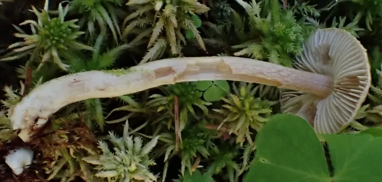 Inocybe proximella — zdjęcie 1 z 4