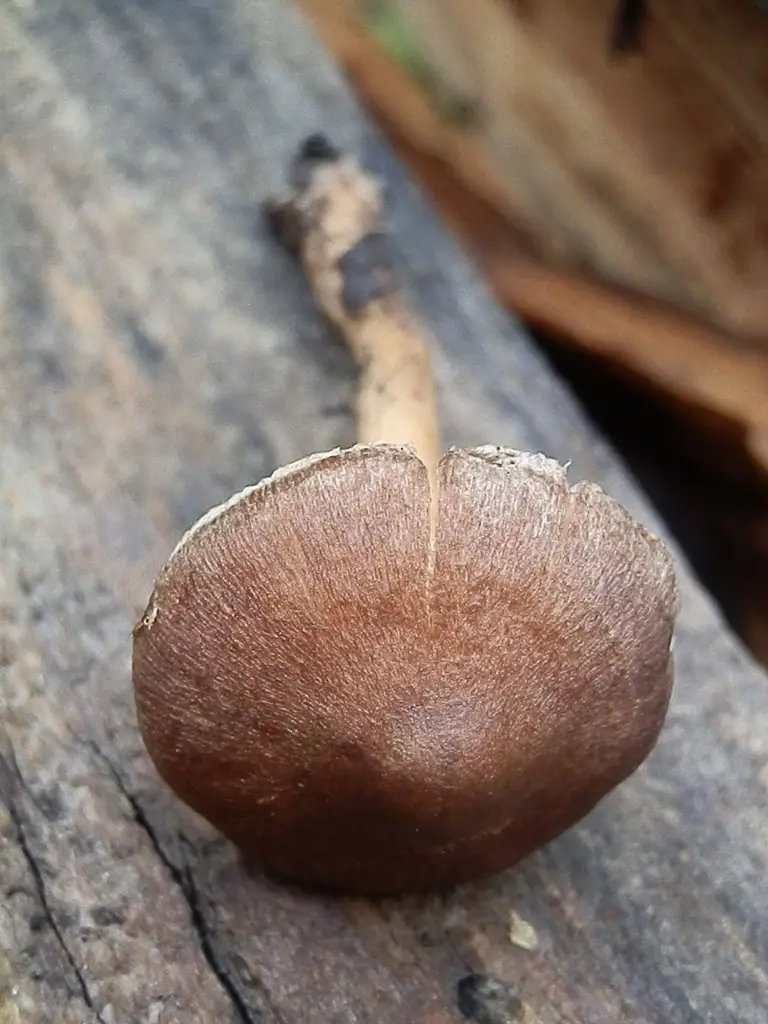 Inocybe pseudodestricta — zdjęcie 1 z 3