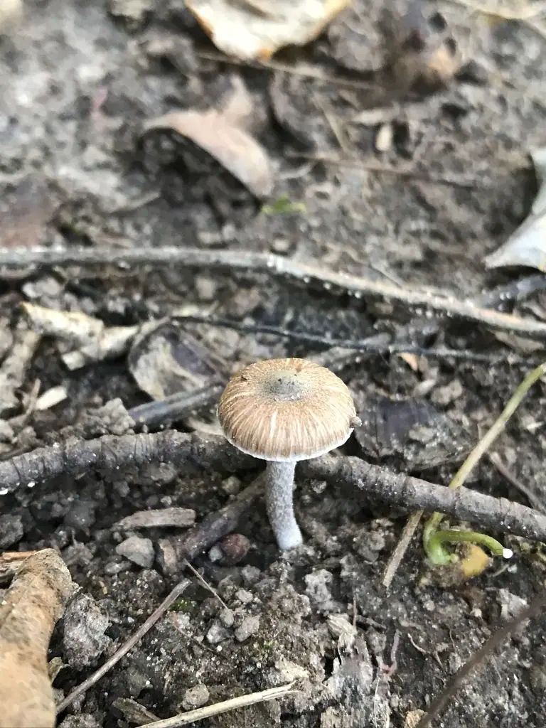 Inocybe putilla — zdjęcie 1 z 2