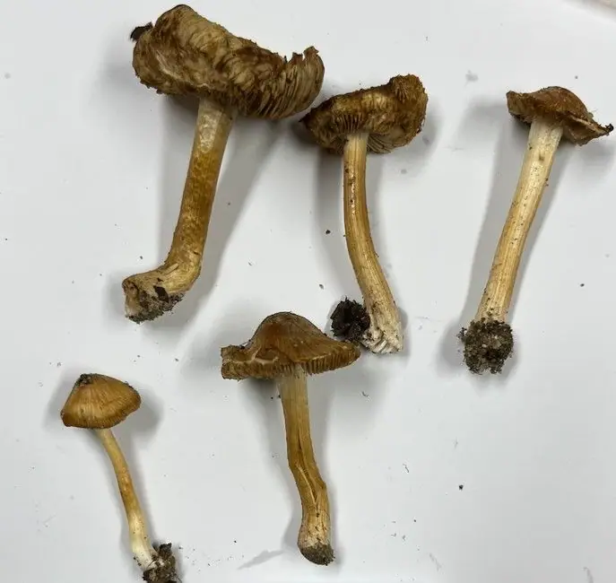 Inocybe quietiodor