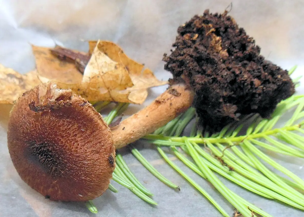 Inocybe stellatospora — zdjęcie 1 z 4