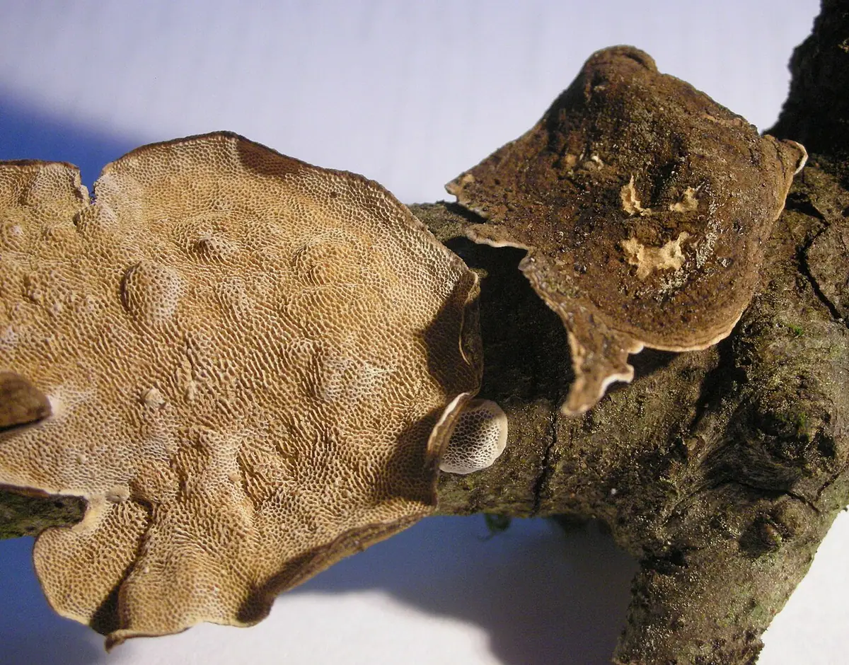 Jamczatka drobnopora (Datronia stereoides) — zdjęcie 1 z 4