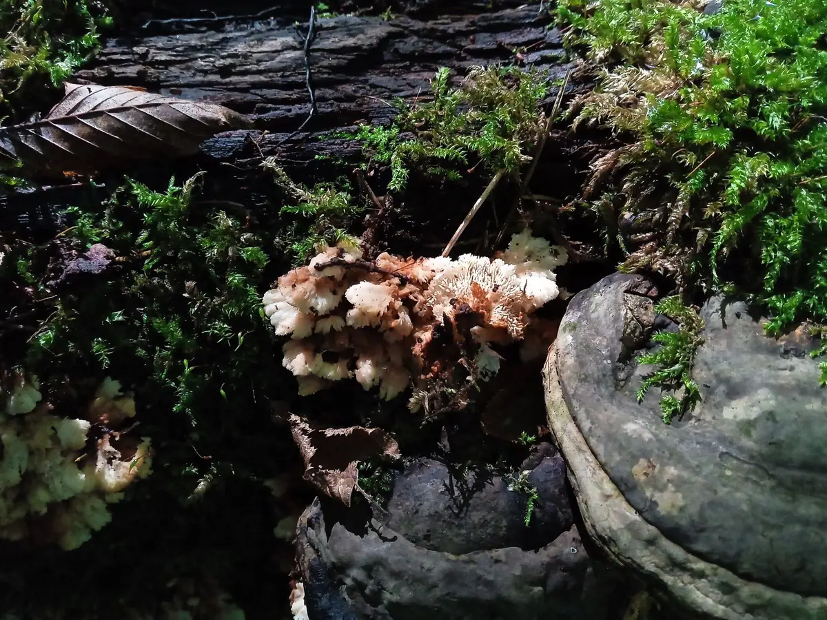 Jamkóweczka blaszkowoząbkowa (Antrodiella foliaceodentata)