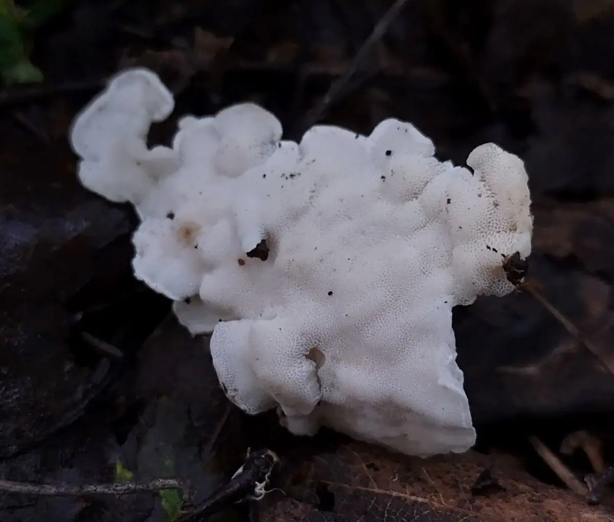 Jamkóweczka bukowa (Antrodiella faginea) — zdjęcie 1 z 4