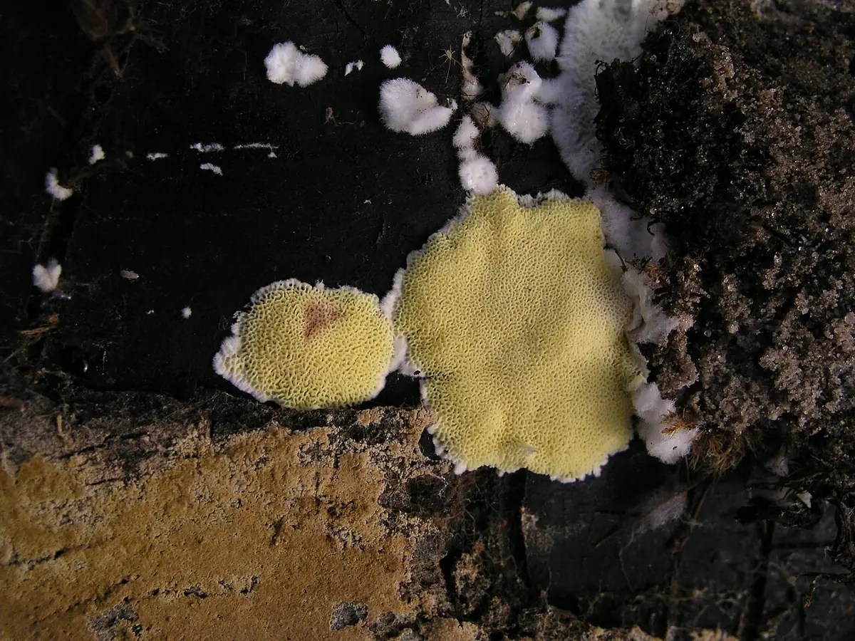 Jamkóweczka cytrynowa (Flaviporus citrinellus) — zdjęcie 1 z 4