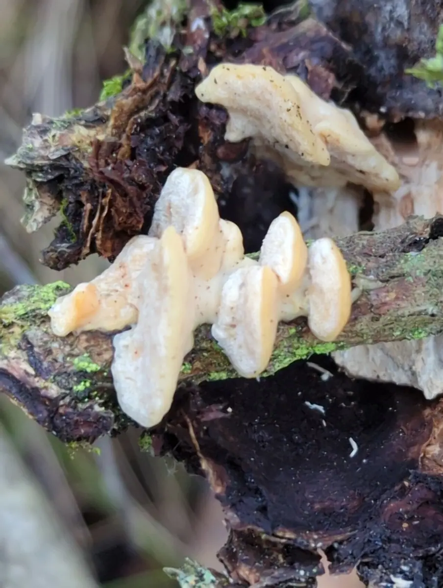 Jamkóweczka janowcowa (Antrodiella onychoides) — zdjęcie 1 z 2