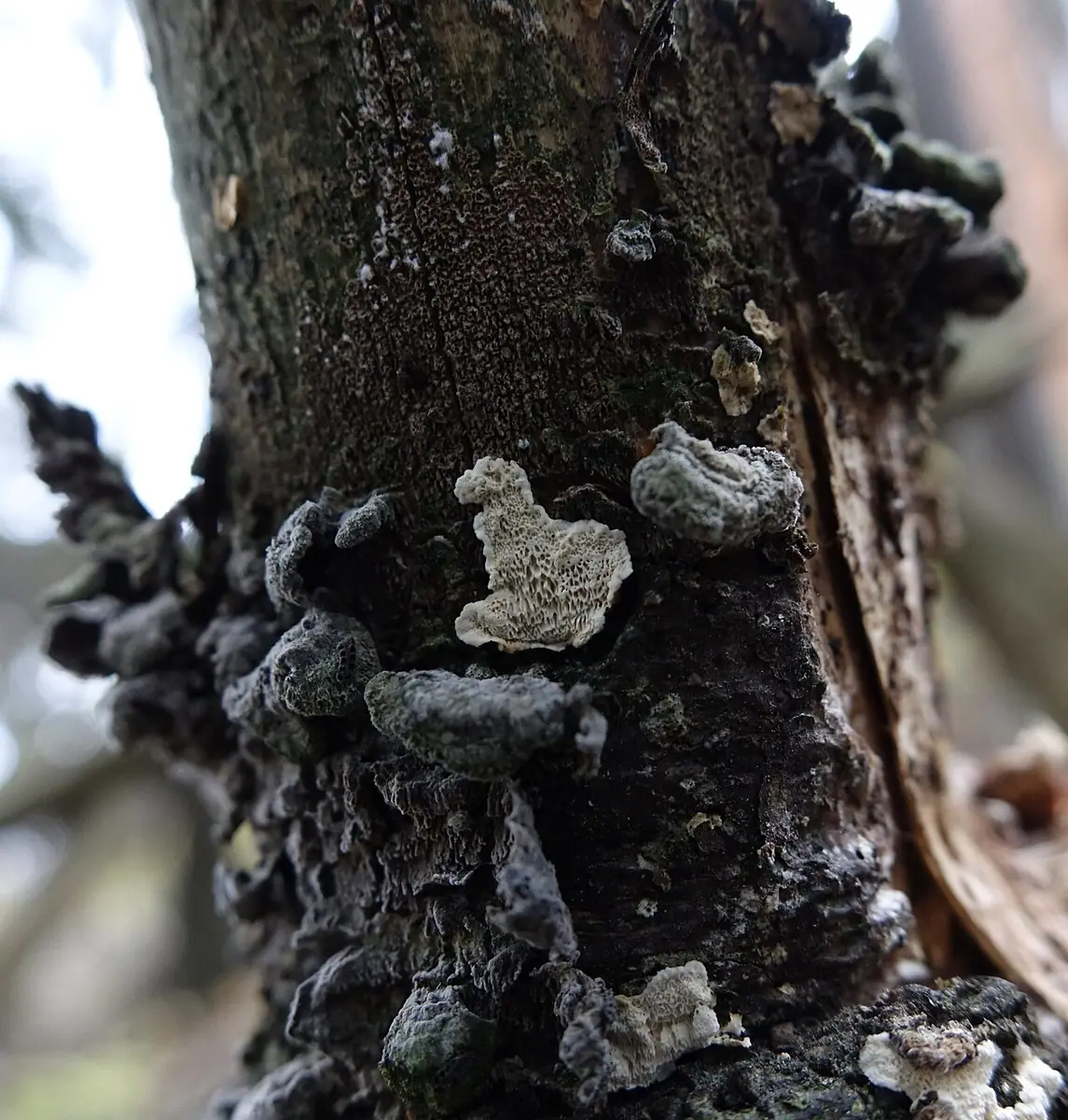Jamkóweczka pasożytnicza (Antrodiella parasitica) — zdjęcie 1 z 2
