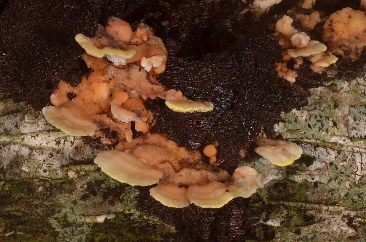 Jamkóweczka żółtawa (Antrodiella hoehnelii) — zdjęcie 1 z 4