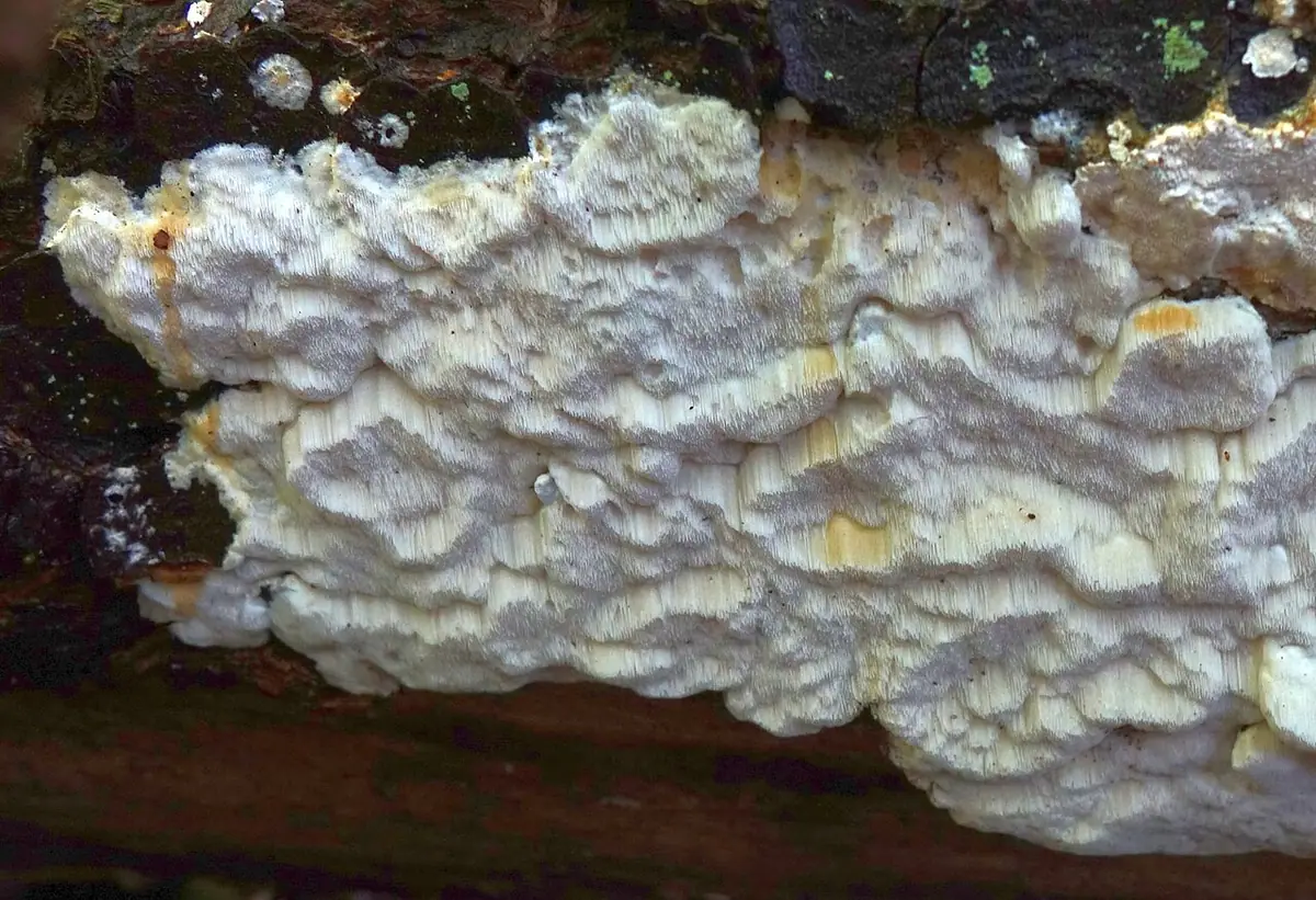 Jamkówka bawełniana (Antrodia gossypium)
