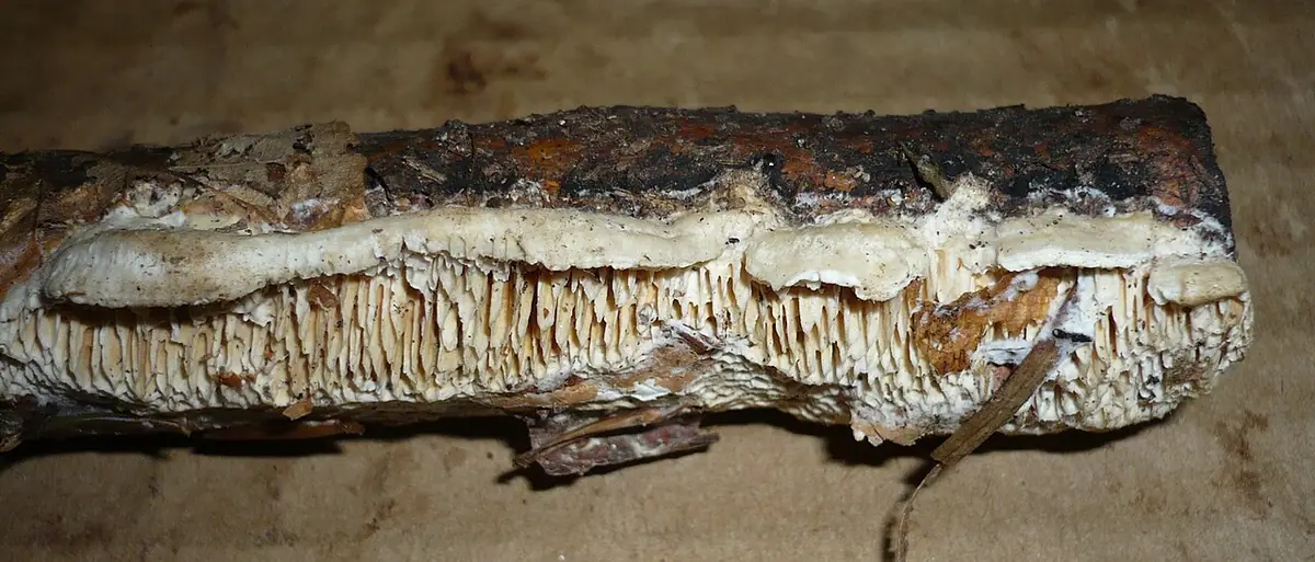 Jamkówka biaława (Antrodia albida) — zdjęcie 1 z 3