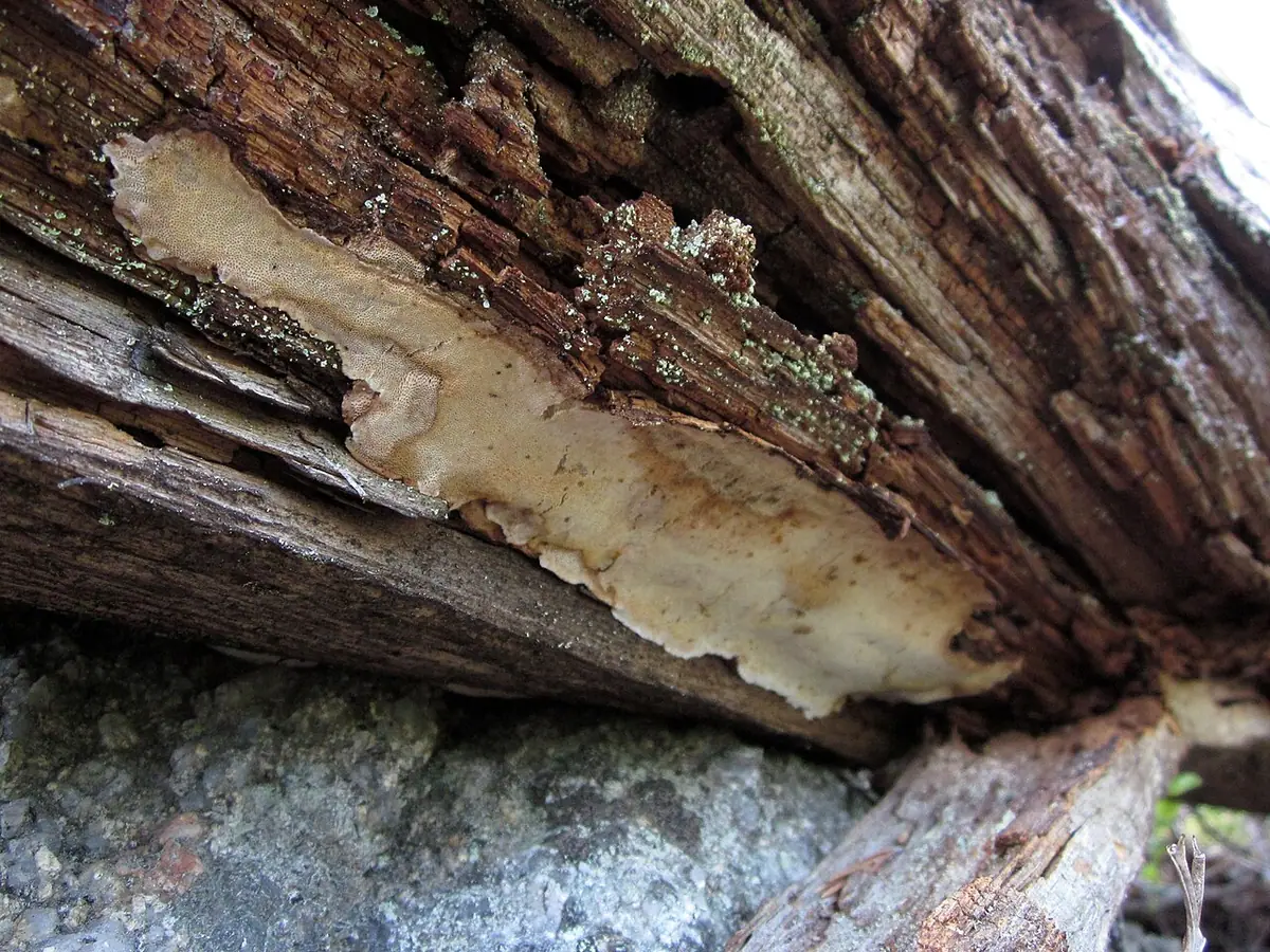 Jamkówka białobrązowa (Antrodia albobrunnea) — zdjęcie 1 z 4
