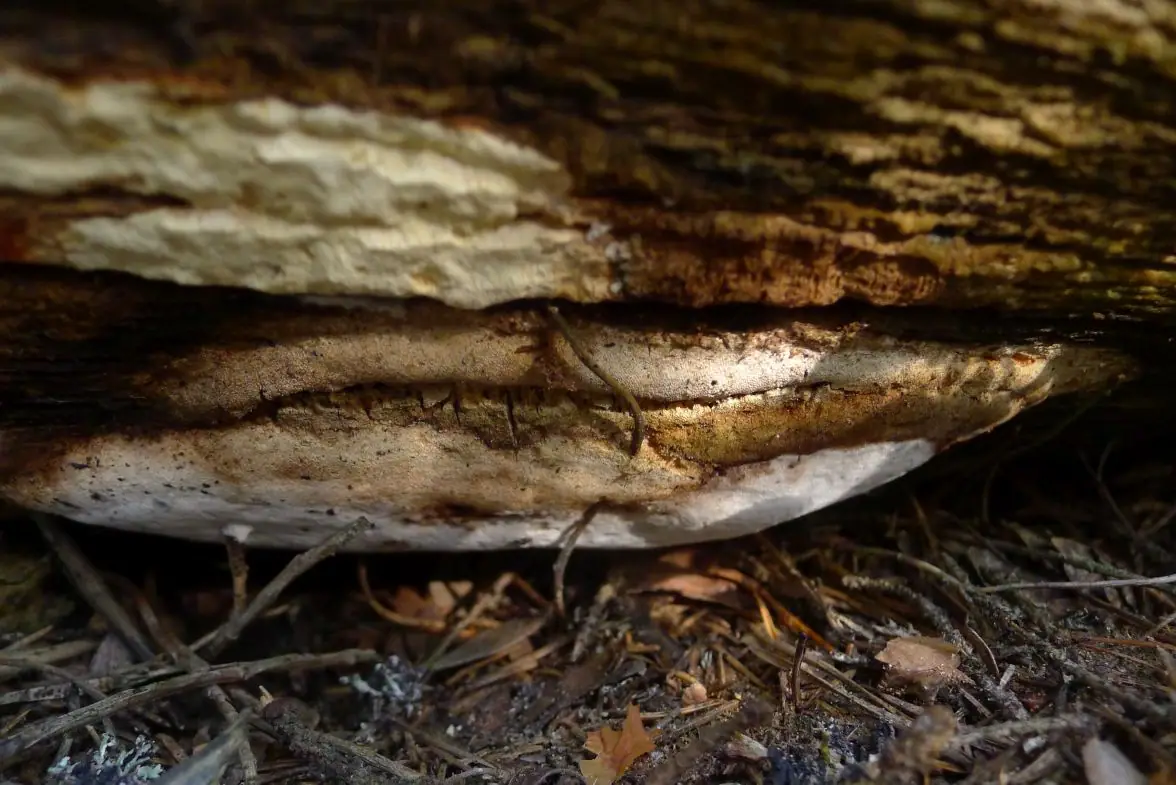 Jamkówka gruba (Antrodia crassa)