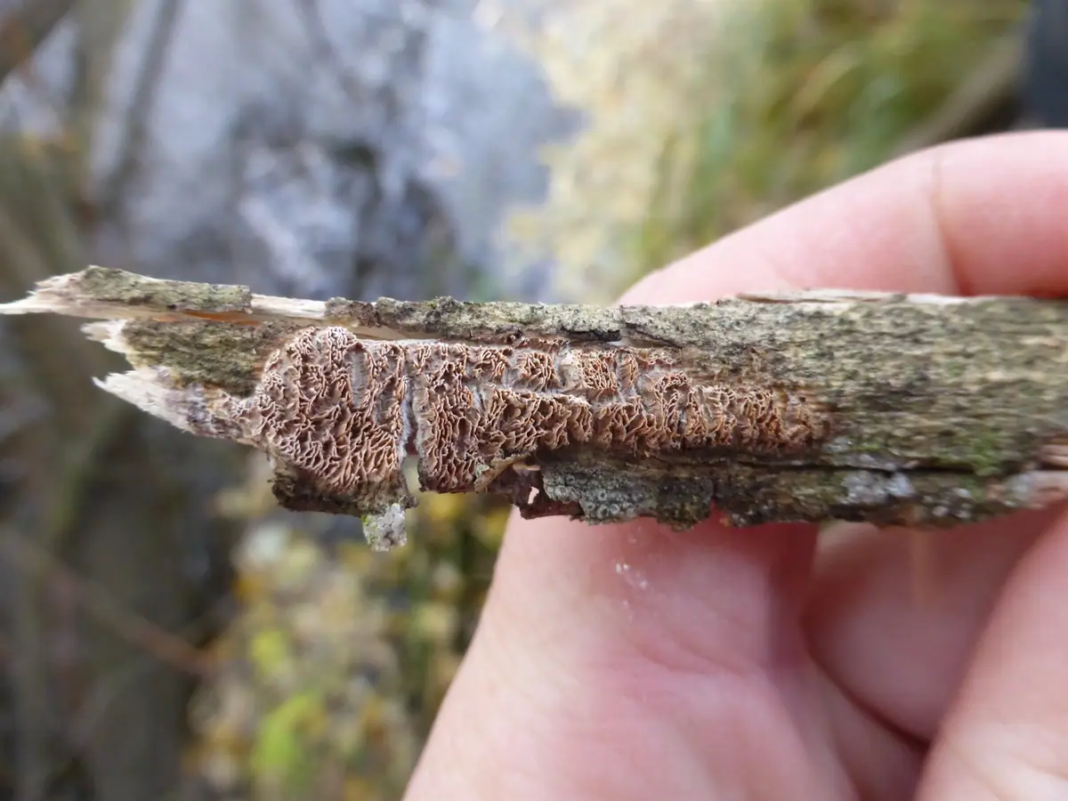 Jamkówka jabłoniowa (Antrodia malicola)
