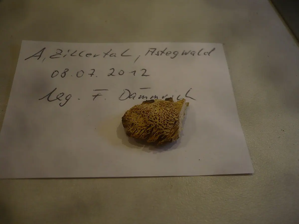 Jamkówka miodowa (Antrodia mellita) — zdjęcie 1 z 4