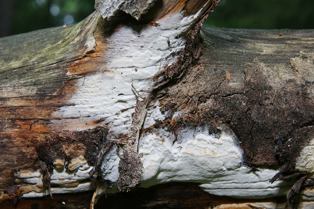 Jamkówka pofałdowana (Antrodia pulvinascens) — zdjęcie 1 z 4