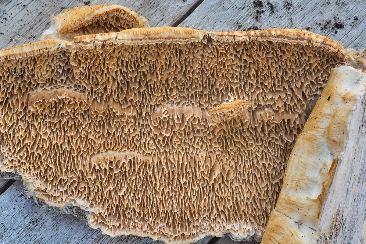 Jamkówka pogięta (Antrodia sinuosa) — zdjęcie 1 z 3