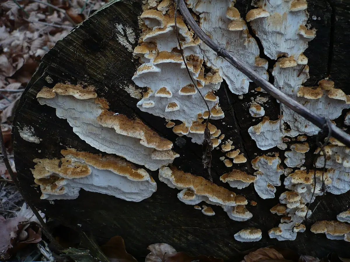 Jamkówka rzędowa (Antrodia serialis) — zdjęcie 1 z 4
