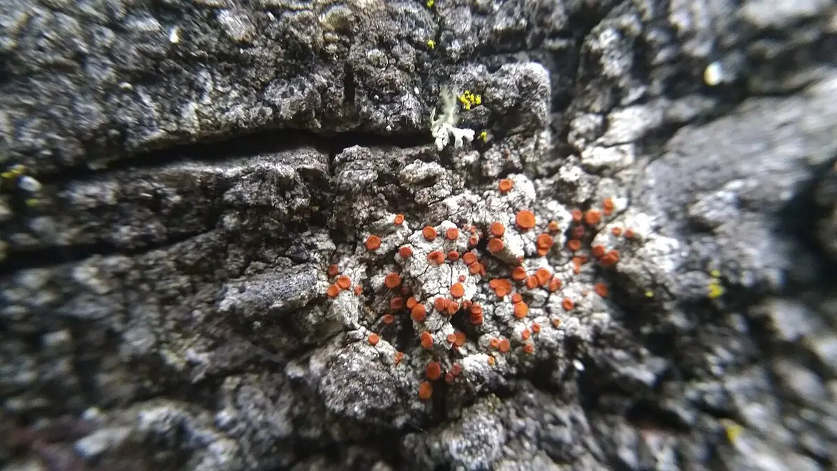 Jaskrawczyk rdzawy (Blastenia ferruginea) — zdjęcie 1 z 4