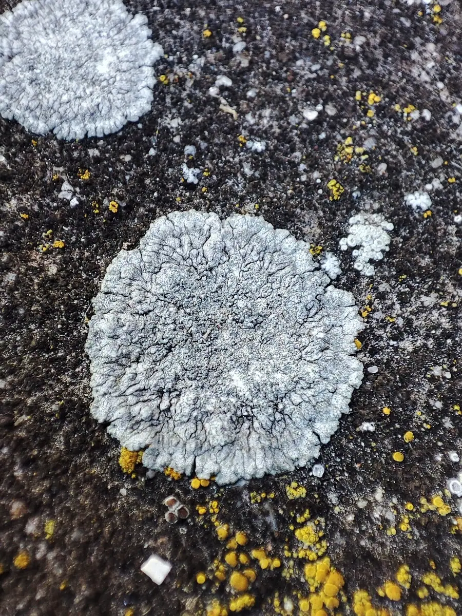 Jaskrawiec siwy (Caloplaca teicholyta) — zdjęcie 1 z 4