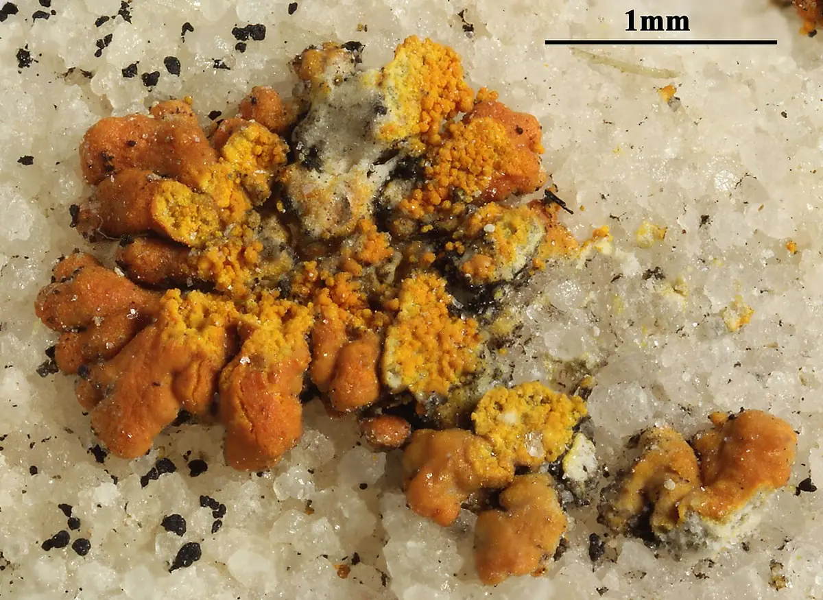 Jaskroszek cynobrowy (Leproplaca proteus)