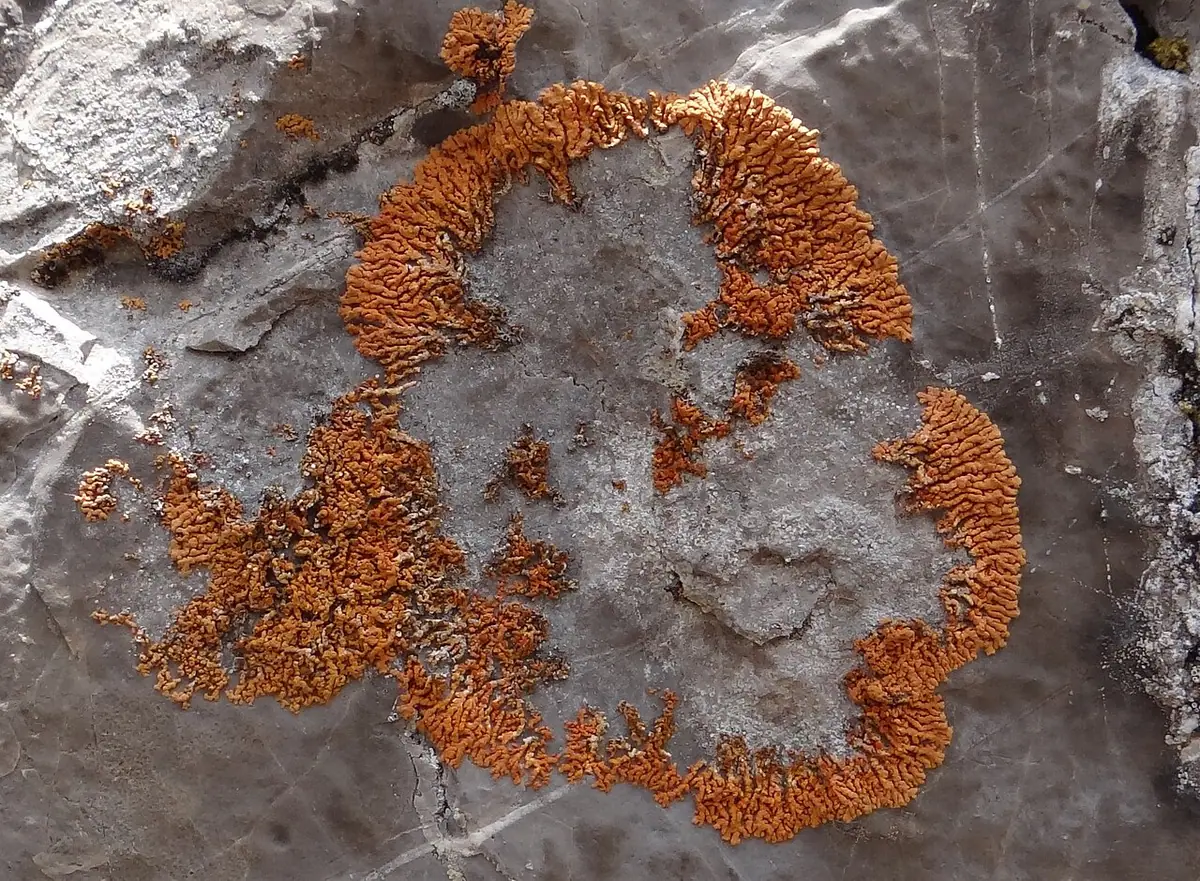 Jaskroszek pierścieniowaty (Leproplaca cirrochroa) — zdjęcie 1 z 4