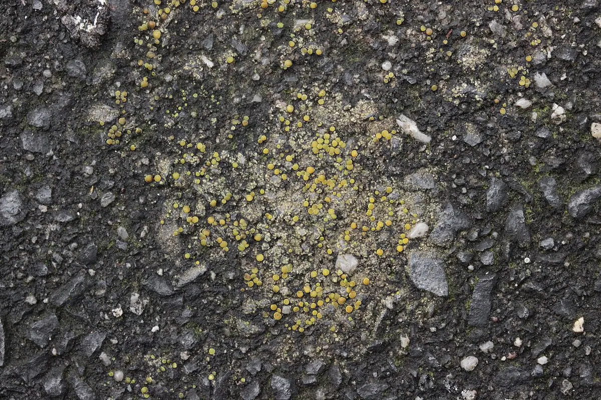 Jaskrotka żółtozielonawa (Gyalolechia flavovirescens) — zdjęcie 1 z 4