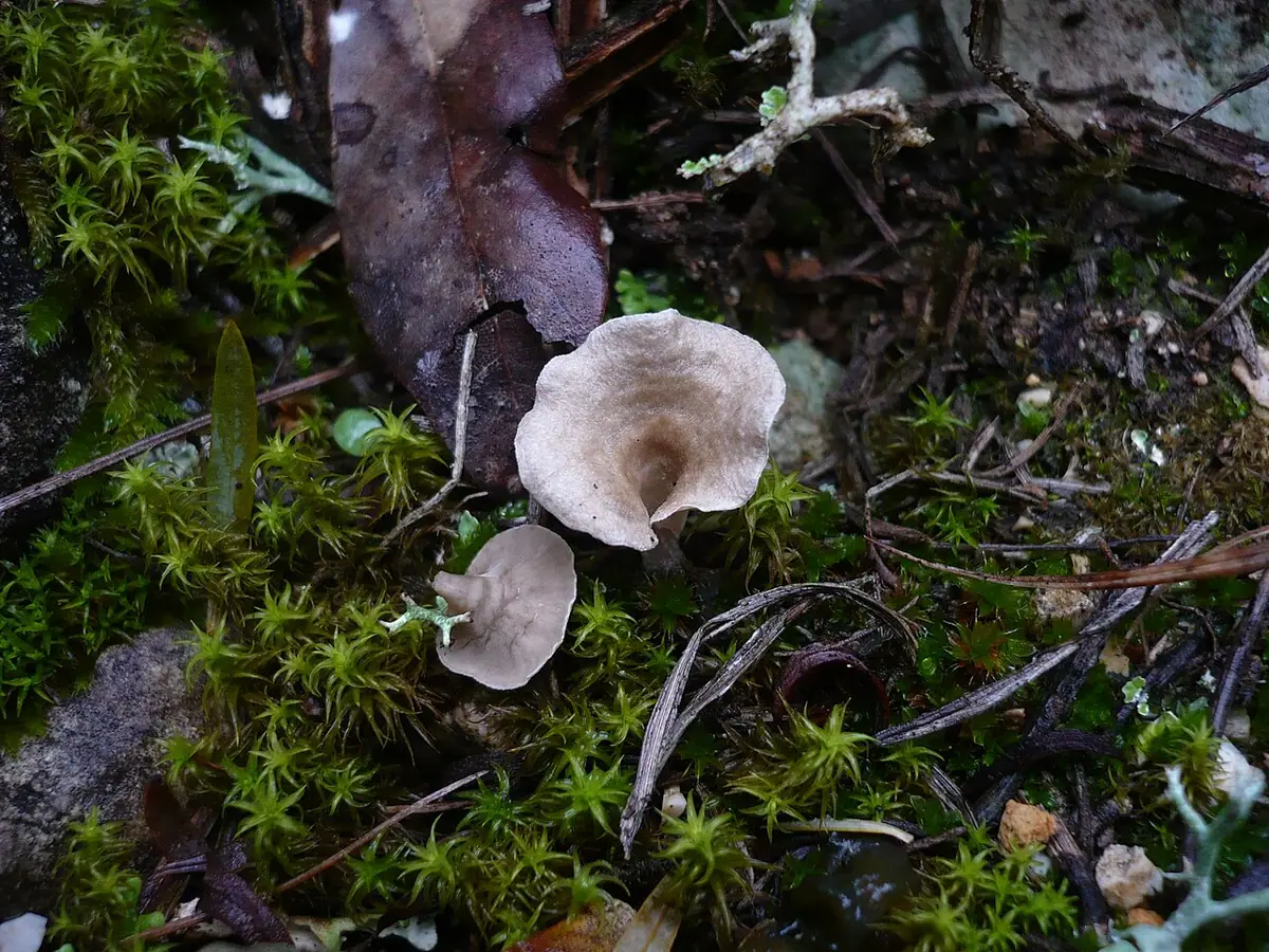 Języczek strefowany (Arrhenia spathulata) — zdjęcie 1 z 4