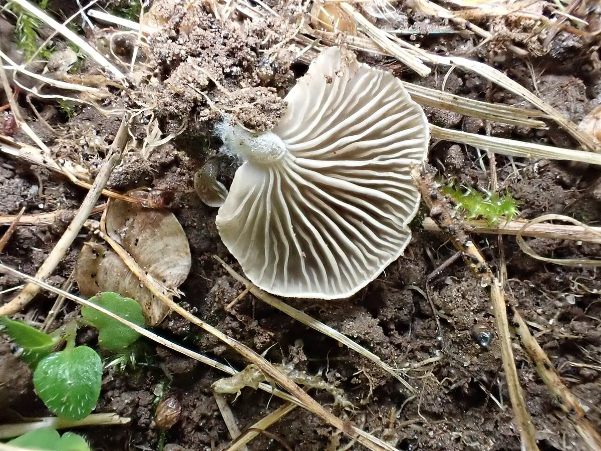 Języczek szarobrązowy (Arrhenia glauca) — zdjęcie 1 z 3