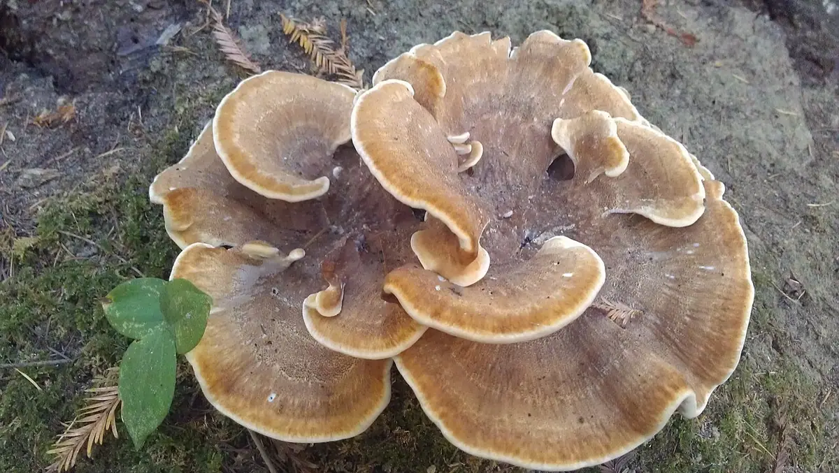 Jodłownica górska (Bondarzewia mesenterica) — zdjęcie 1 z 4