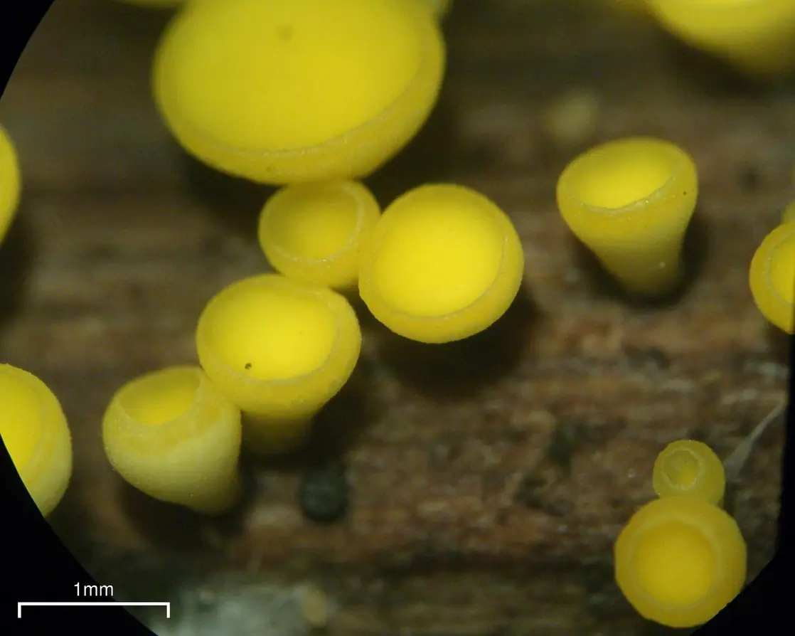 Kalicina cytrynowa (Bisporella citrina) — zdjęcie 1 z 4