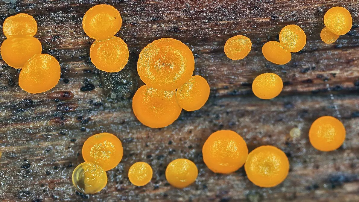 Kalloria pomarańczowa (Calloria neglecta) — zdjęcie 1 z 3