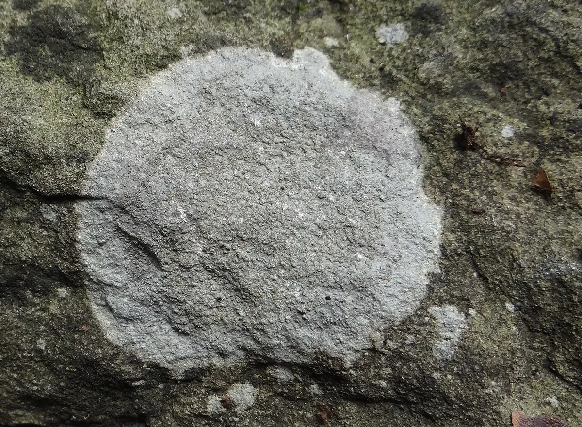 Kamusznik siny (Porpidia tuberculosa) — zdjęcie 1 z 4