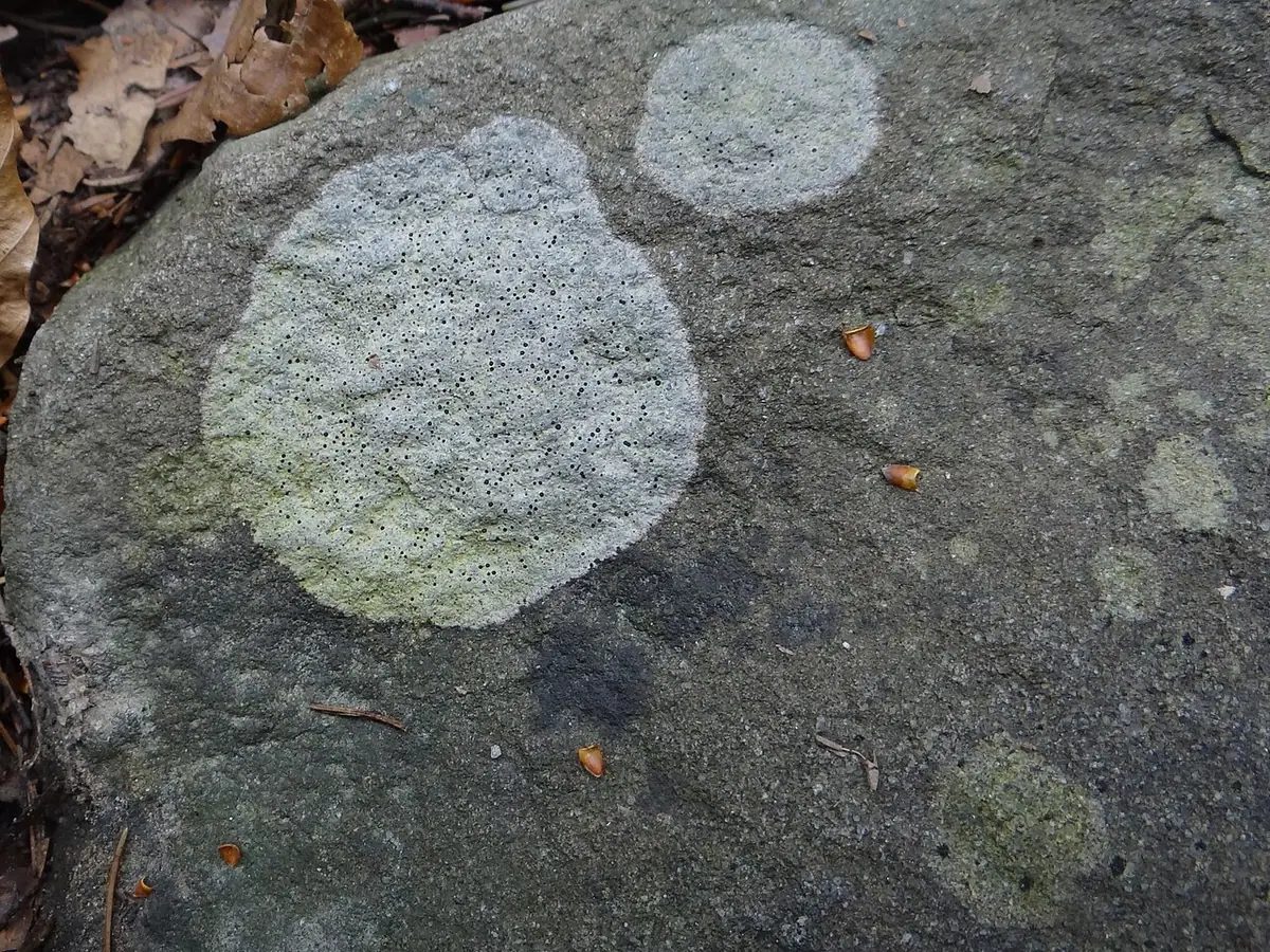 Kamusznik właściwy (Porpidia crustulata) — zdjęcie 1 z 4