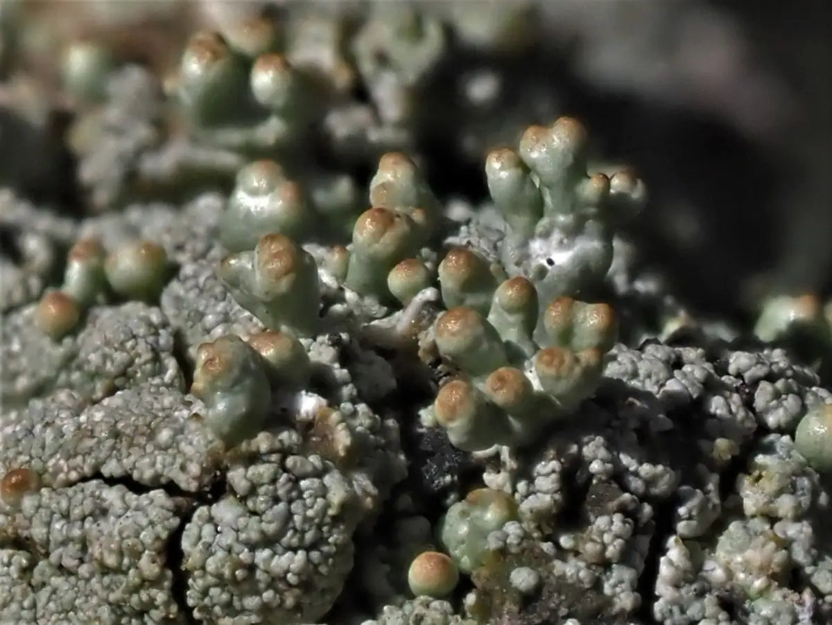Karlinka brodawkowata (Pycnothelia papillaria) — zdjęcie 1 z 4