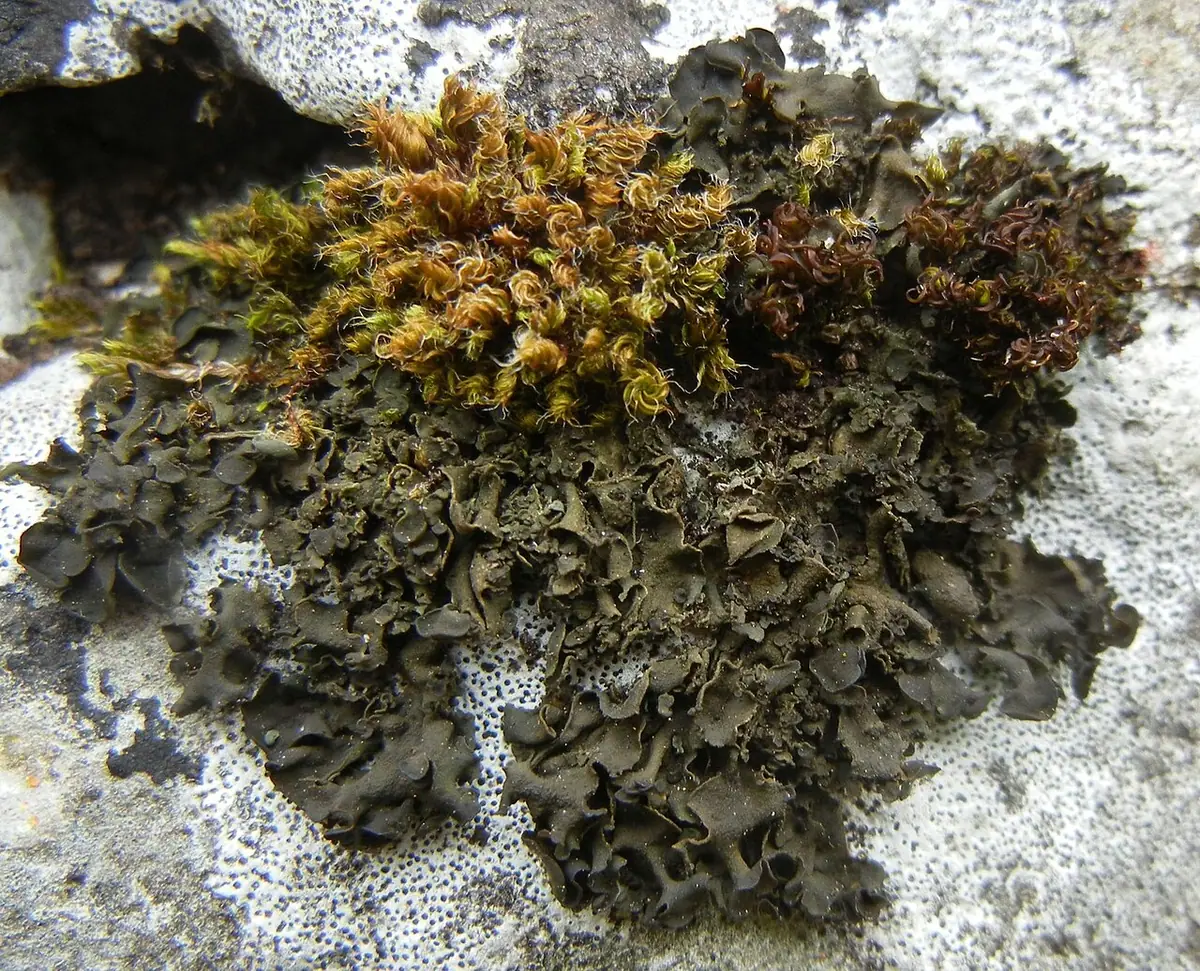 Kędzierzawka nastroszona (Blennothallia crispa) — zdjęcie 1 z 4