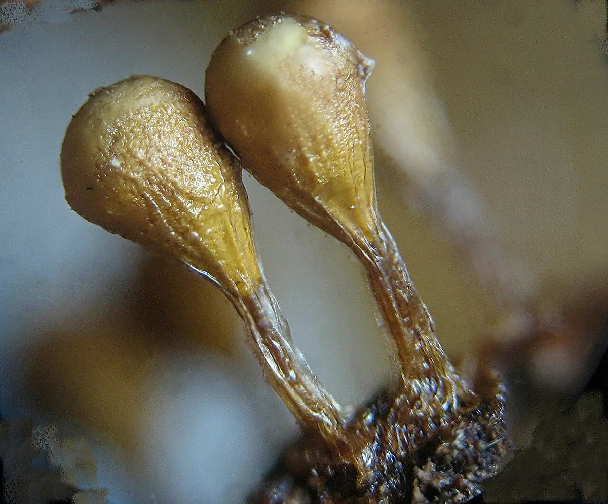 Kędziorek mylny (Trichia decipiens) — zdjęcie 1 z 4