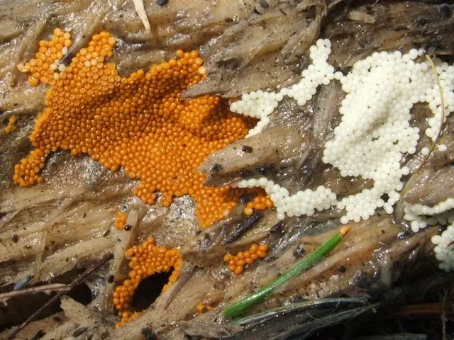 Kędziorek siedzący (Trichia persimilis) — zdjęcie 1 z 4