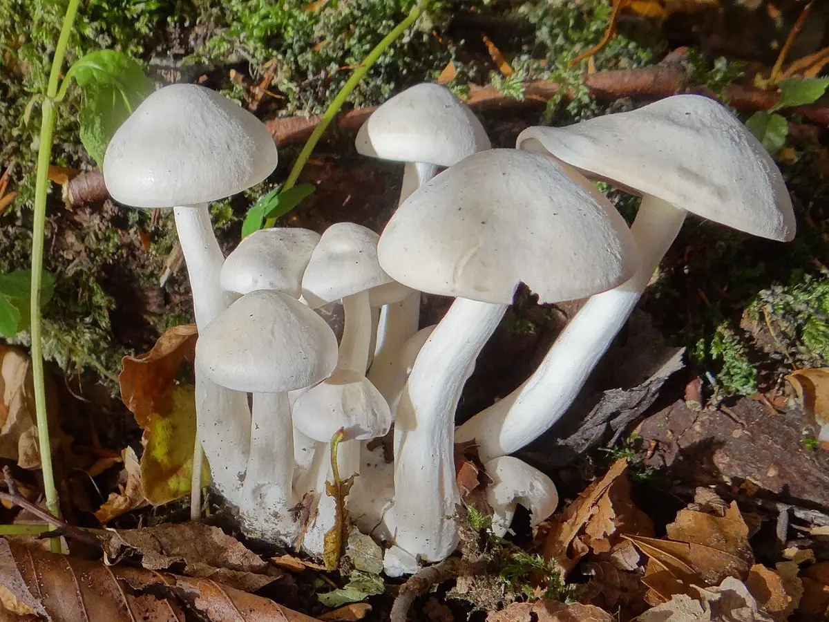 Kępkowiec białawy (Lyophyllum connatum)