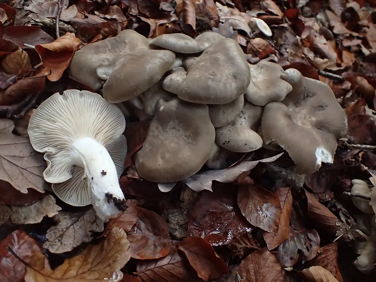 Kępkowiec ciemnoszary (Lyophyllum fumosum) — zdjęcie 1 z 4