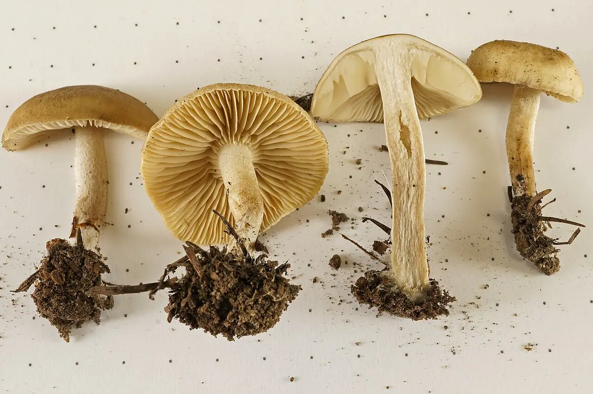 Kępkowiec czerniejącoblaszkowy (Lyophyllum semitale) — zdjęcie 1 z 4