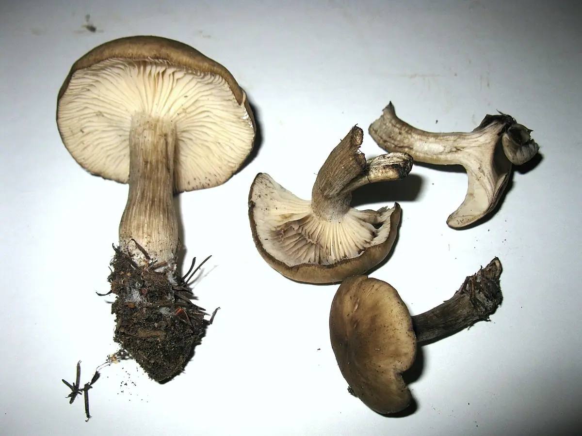 Kępkowiec romboidalnozarodnikowy (Lyophyllum deliberatum) — zdjęcie 1 z 3