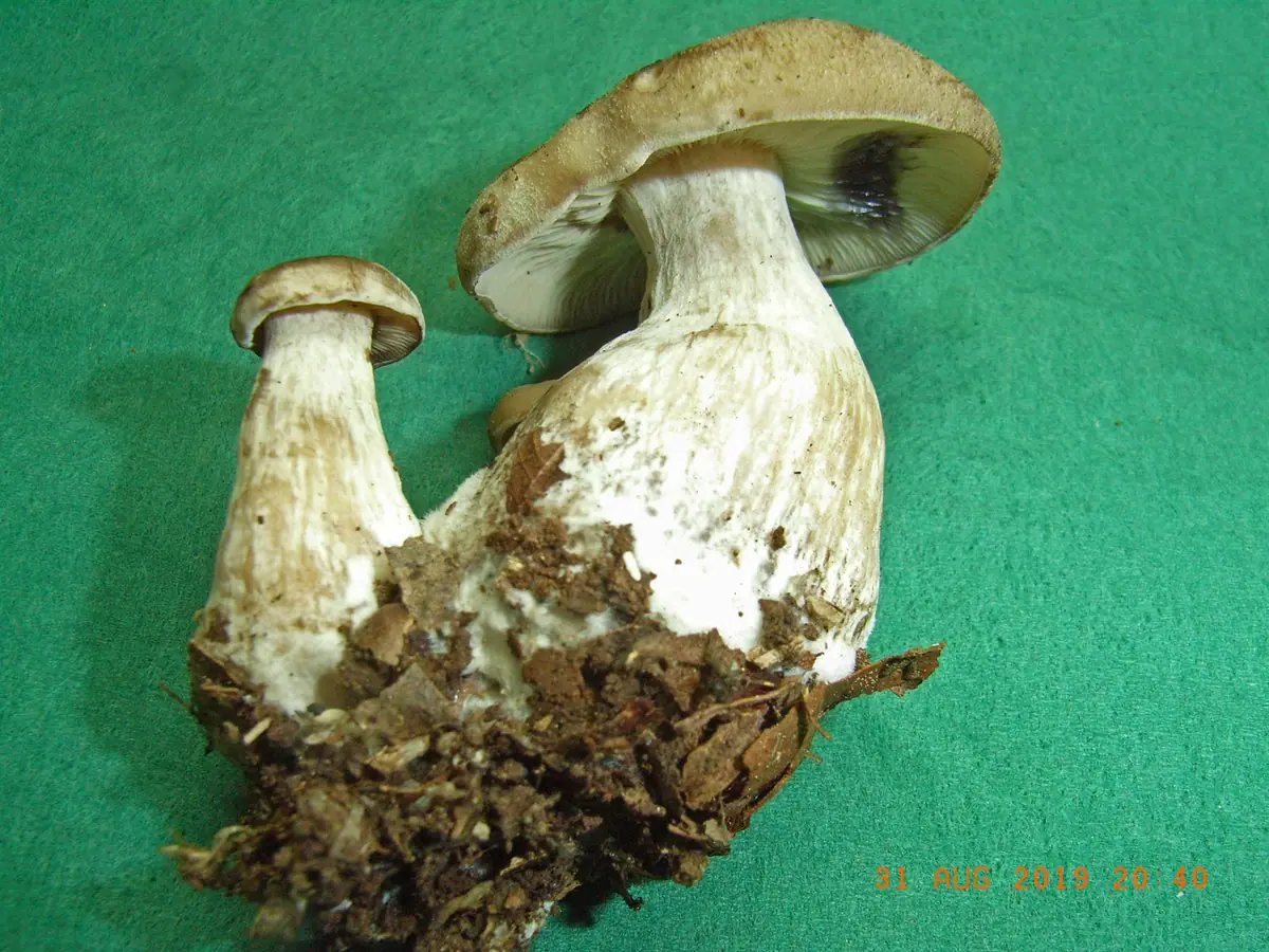 Kępkowiec trójkątnozarodnikowy (Lyophyllum transforme) — zdjęcie 1 z 3