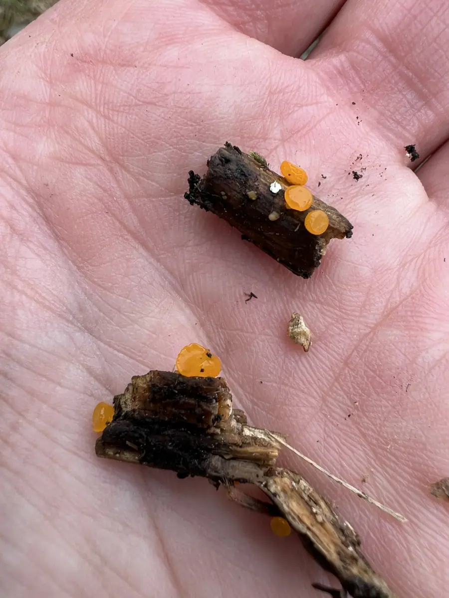 Kieliszkówka szwedzka (Guepiniopsis suecica)