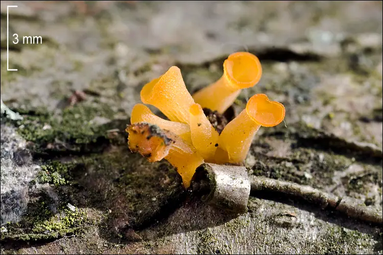 Kieliszkówka trąbkowata (Guepiniopsis buccina) — zdjęcie 1 z 4