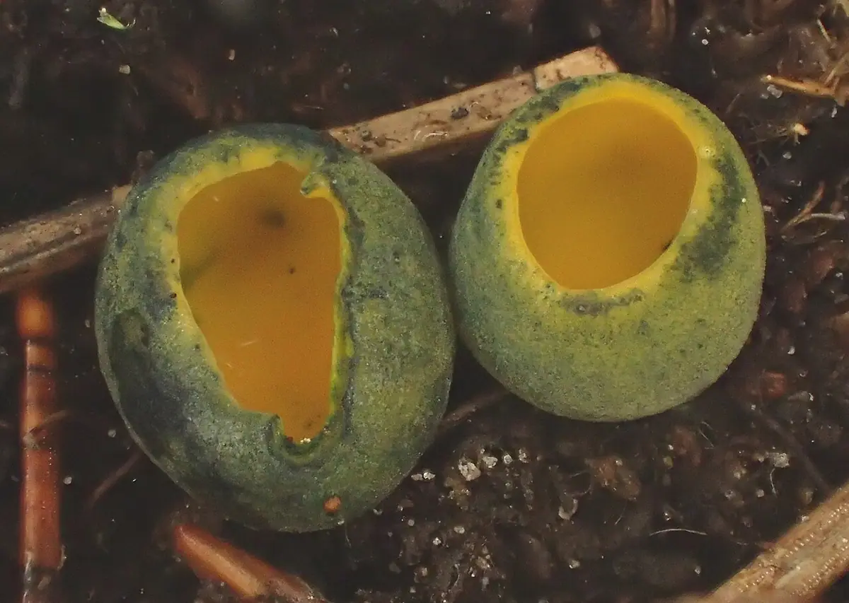 Kielonka błyszcząca (Caloscypha fulgens) — zdjęcie 1 z 4