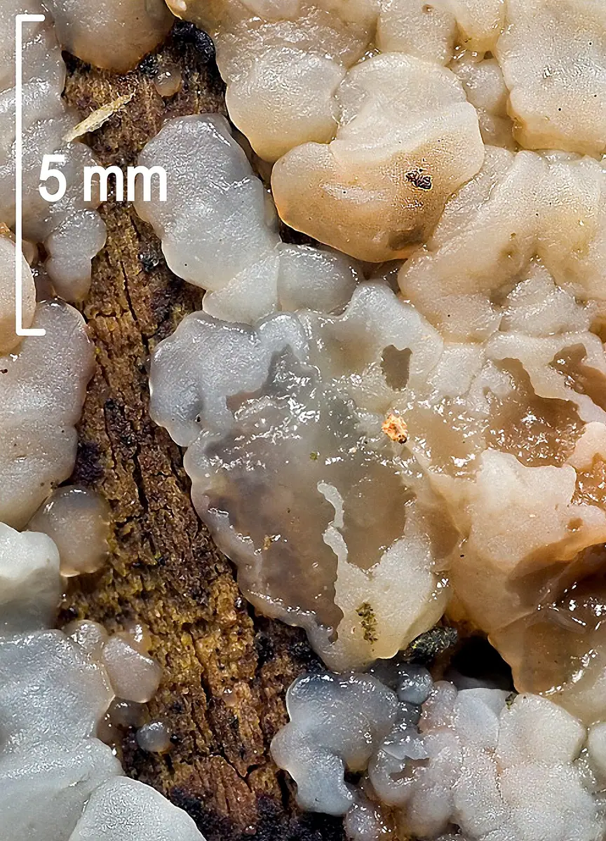 Kisielnica biaława (Exidia thuretiana) — zdjęcie 1 z 4